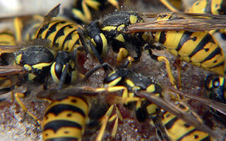 Как избавиться от ос 🐝