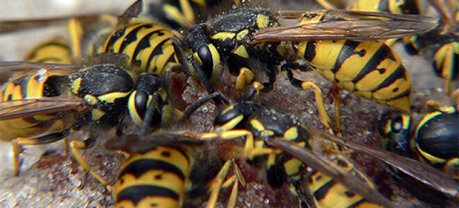Как избавиться от ос 🐝