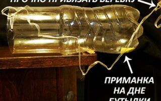 Как ловить мышей без мышеловки