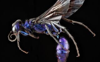 Разновидности ос и их укусы 🐝