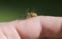 Что делать, если укусила оса 🐝