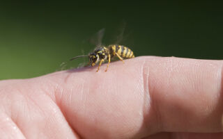 Что делать, если укусила оса 🐝