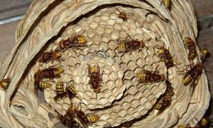 Уничтожение осиного гнезда 🐝