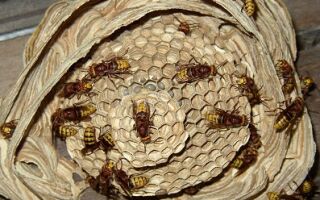 Уничтожение осиного гнезда 🐝
