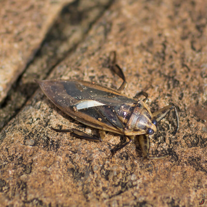 Фото гигантского водяного клопа - Belostoma sp.)
