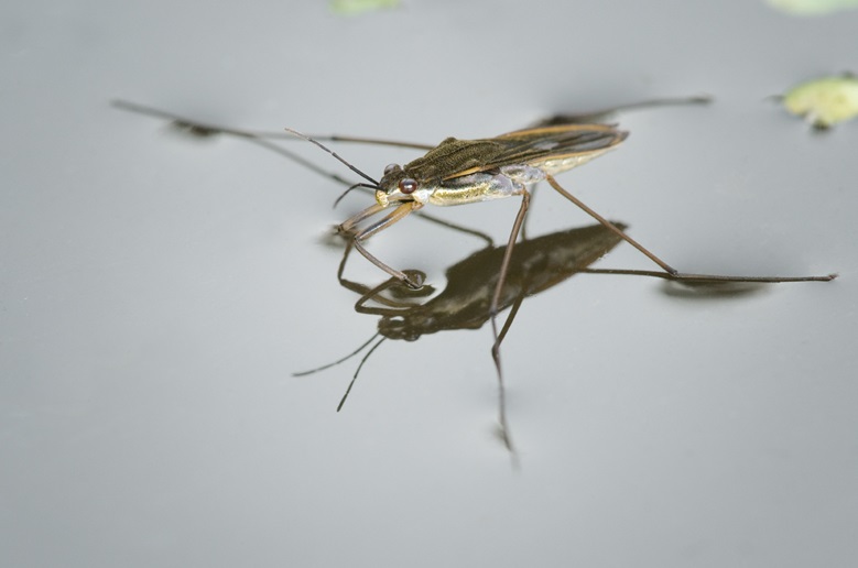 Фото клопа водомерки - Gerris lacustris