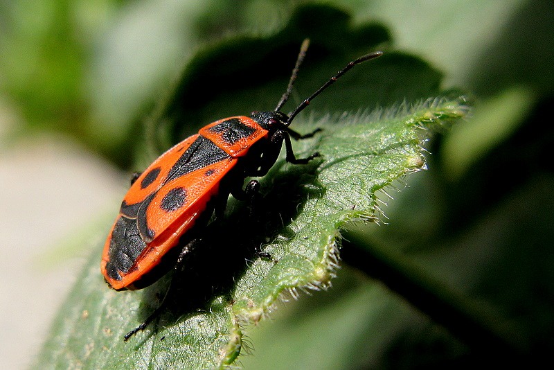 Фото красноклопа бескрылого - Pyrrhocoris apterus