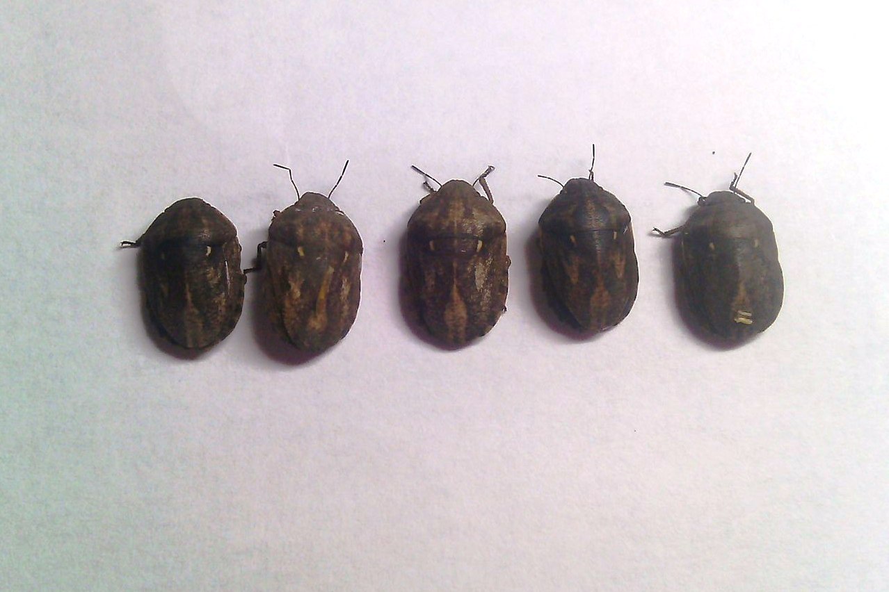 Фото клопа вредная черепашка - Eurygaster integriceps