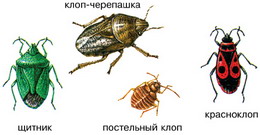Изображение клопов щитников - Pentatomidae