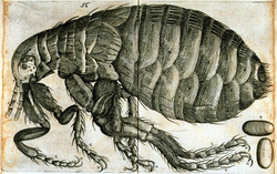 рисунок блохи 1681г