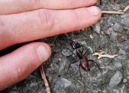 Camponotus gigas