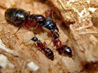 Camponotus herculeanus