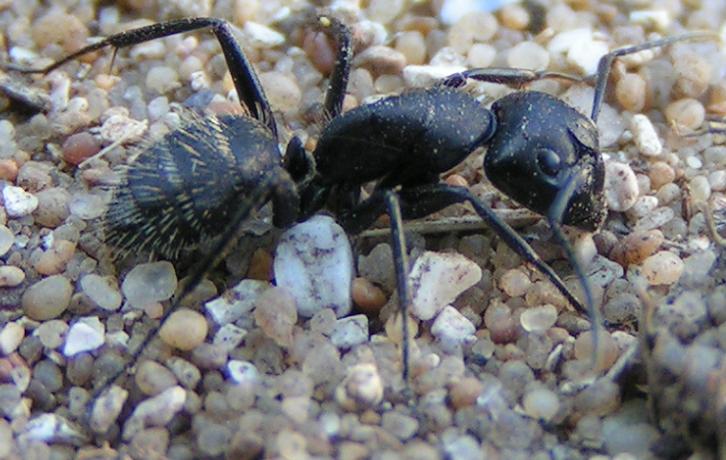 Camponotus vagus