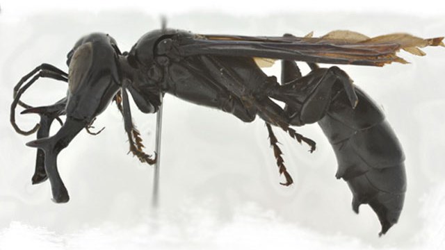 Dalara garuda