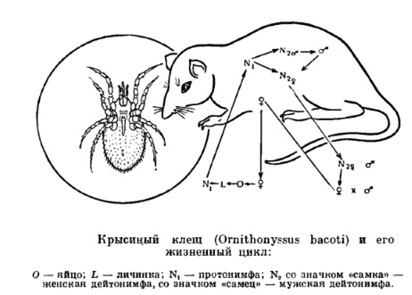 Крысиный клещ
