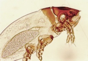 Lynxacarus radovskyi