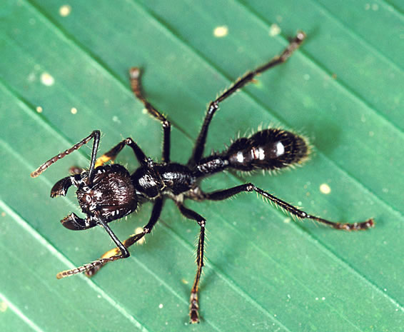 Paraponera clavata