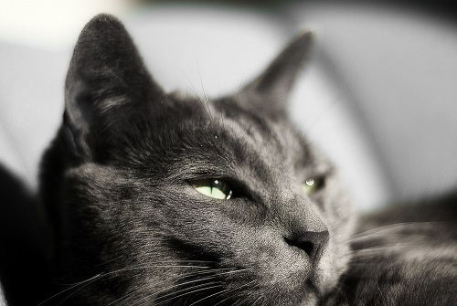 кошачьи блохи