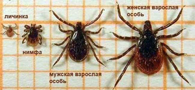 стадии развития клеща