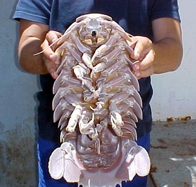 Гигантская мокрица